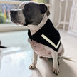 Pups Sailor Scarf