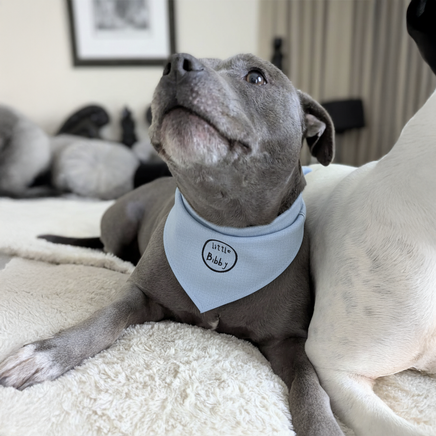 Doggy Bandana