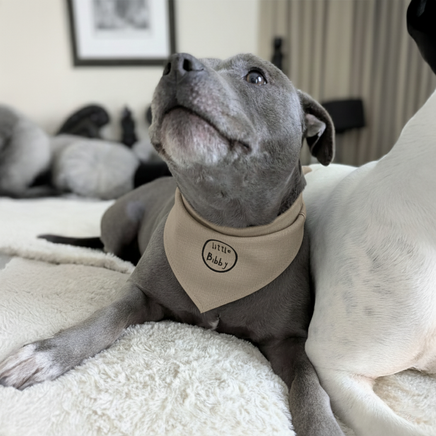 Doggy Bandana