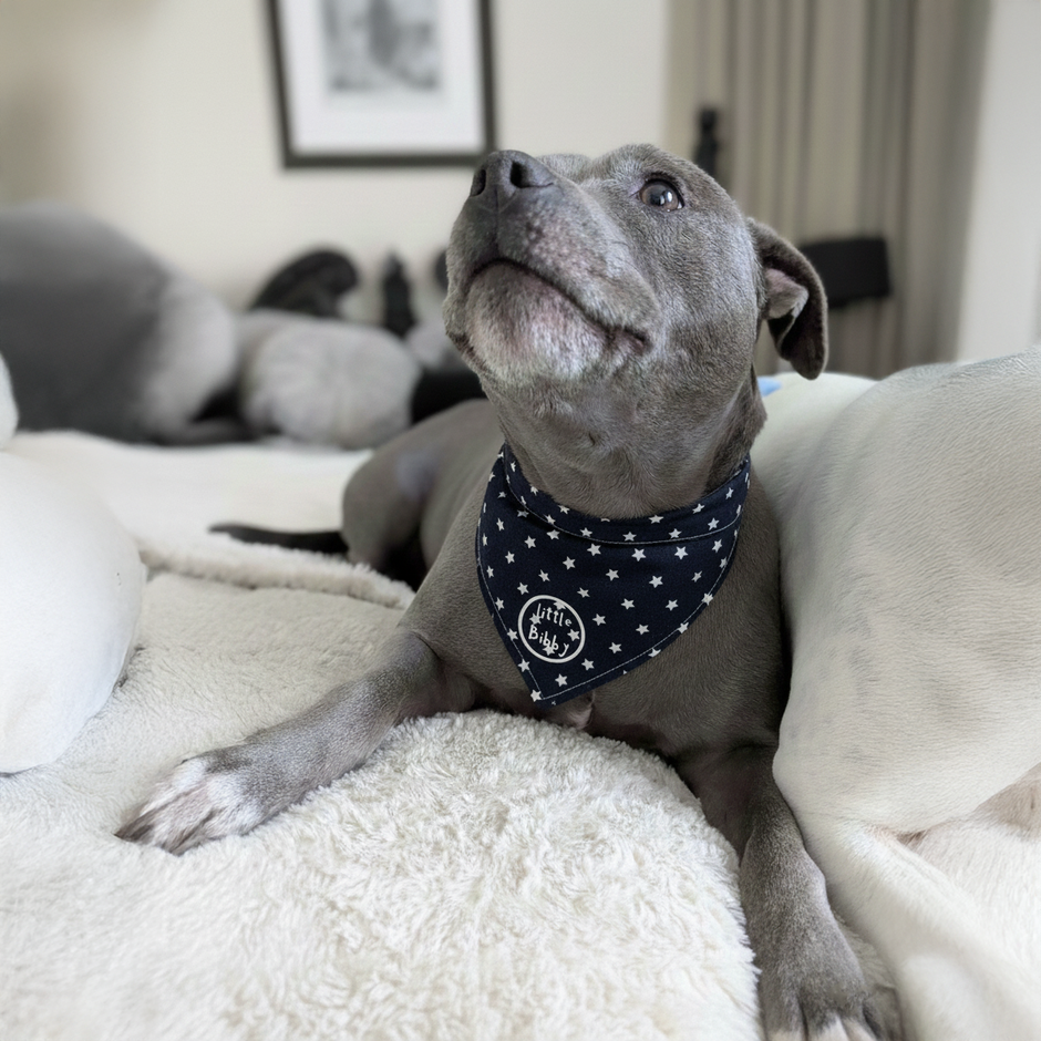 Doggy Bandana