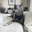 Doggy Bandana