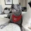 Doggy Bandana
