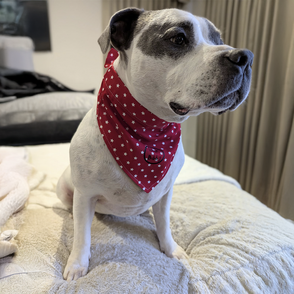 Doggy Bandana