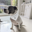Doggy Bandana